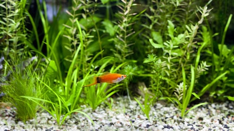 Quali piante nell'acquario dei pesci rossi?